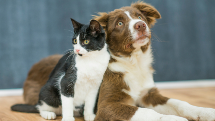 cat and dog snuggled up
